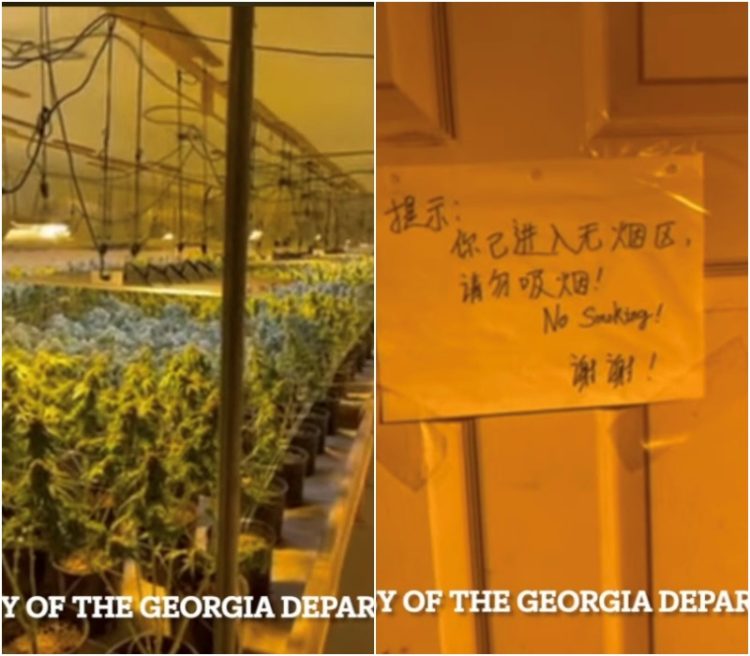 대마초 농장 운영 중국인 4명 체포