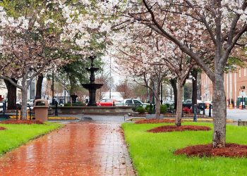 벚꽃축제가 열리는 빕 카운티 거리. 빕카운티 홈페이지 캡처