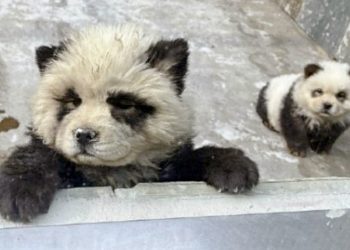 중국의 한 동물원에서 중국 토종견인 차우차우를 판다처럼 염색시켜 동물 학대 논란이 불거졌다. 웨이보 캡처