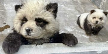 중국의 한 동물원에서 중국 토종견인 차우차우를 판다처럼 염색시켜 동물 학대 논란이 불거졌다. 웨이보 캡처