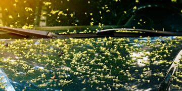 요즘 애틀랜타 꽃가루 비상... '매우 높음' 수준의 4배