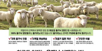[조지아·동남부 추천 한인업체] 올가리노 ORGARINO 침구