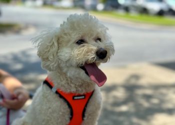 더워하는 반려견. 윤지아 기자.