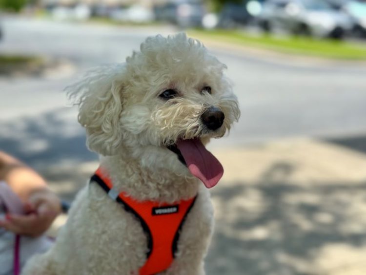 더워하는 반려견. 윤지아 기자.