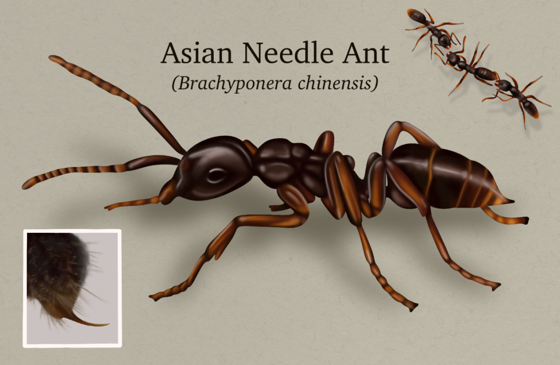 왕침개미(Brachyponera chinensis). 조지아대 제공