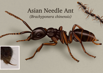 왕침개미(Brachyponera chinensis). 조지아대 제공
