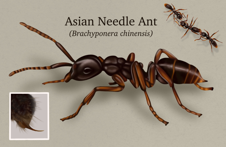 왕침개미(Brachyponera chinensis). 조지아대 제공