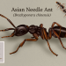 왕침개미(Brachyponera chinensis). 조지아대 제공