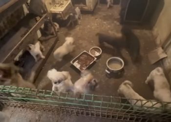 브루셀라병에 감염된 강아지 105마리가 구출된 인천 강화군의 한 동물 번식장 모습. 유튜브 '견생역전' 채널 캡처