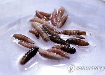 2025년 6월 11일 파나마 파코라 소재 생식불능 나사벌레 생산공장에서 촬영된 나사벌레 유충의 모습.[로이터]
