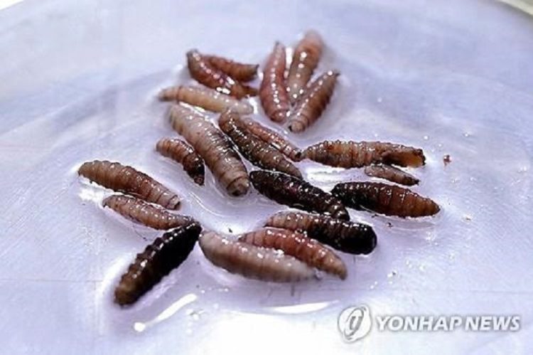 2025년 6월 11일 파나마 파코라 소재 생식불능 나사벌레 생산공장에서 촬영된 나사벌레 유충의 모습.[로이터]