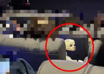 영화관 상영관 안에서 강아지를 무릎에 올린 채 영화를 관람하는 모습이 공개됐다. 사진 SNS 캡처
