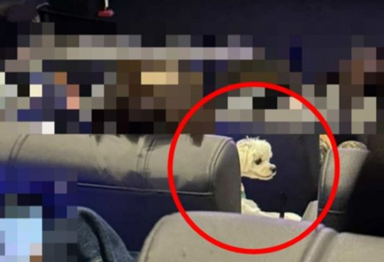 영화관 상영관 안에서 강아지를 무릎에 올린 채 영화를 관람하는 모습이 공개됐다. 사진 SNS 캡처