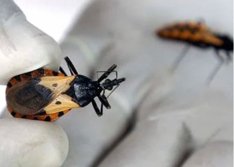 샤가스병을 옮기는 흡혈 곤충. 사진 WHO 홈페이지 캡처