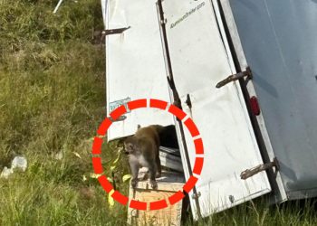 사고 차량에서 탈출하는 실험실 원숭이들. 사진 미국 미시시피주 재스퍼 카운티 보안관 사무소 페이스북 캡처