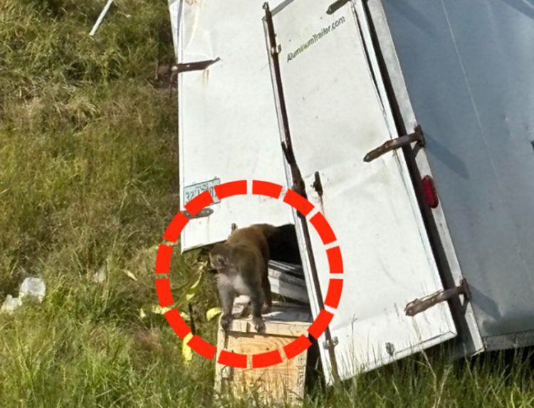 사고 차량에서 탈출하는 실험실 원숭이들. 사진 미국 미시시피주 재스퍼 카운티 보안관 사무소 페이스북 캡처