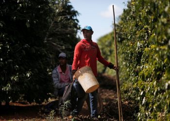 브라질 커피 농장 [로이터]