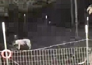 보안카메라에 잡힌 개 떼. [WSB-TV 보도영상 캡처]