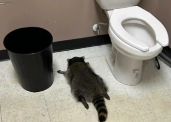 화장실에서 만취 상태로 잠들어 있는 라쿤. 뉴욕포스트