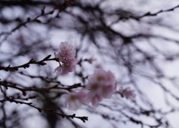 60년만의 따뜻한 겨울이 오자 26일 조지아주 둘루스 플레전트힐 선상 한 매장 앞에 제철을 잊은 벛꽃이 피어 있다.