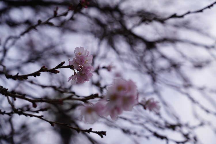 60년만의 따뜻한 겨울이 오자 26일 조지아주 둘루스 플레전트힐 선상 한 매장 앞에 제철을 잊은 벛꽃이 피어 있다.