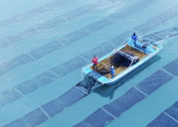 충남 태안군의 김 양식장에서 어민들이 물김을 채취하고 있다. [사진 태안군]