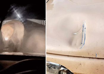 거대한 불곰이 차량을 덮치는 모습(왼쪽), 곰의 습격으로 차량 보닛이 찌그러진 모습(오른쪽). 사진 엑스 캡처