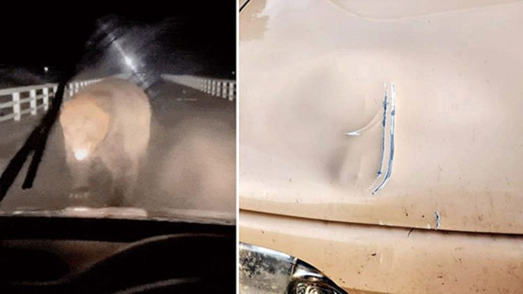 거대한 불곰이 차량을 덮치는 모습(왼쪽), 곰의 습격으로 차량 보닛이 찌그러진 모습(오른쪽). 사진 엑스 캡처