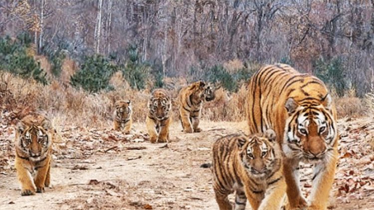 지난 11월 중국 북동부 지린성 훈춘시에 위치한 동북호랑이·표범 국립공원'에 설치된 카메라에 암컷 성체 백두산 호랑이 한 마리와 새끼 5마리의 모습이 포착됐다. 사진 세계자연보호기금 홈페이지