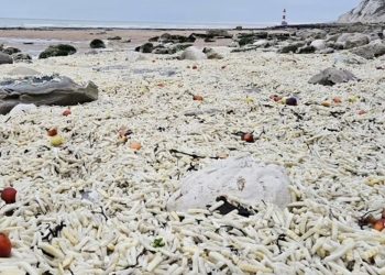 영국 남동부 휴양 도시 이스트본 해변에 감자튀김이 가득 쌓여있는 모습. 사진 엑스 캡처