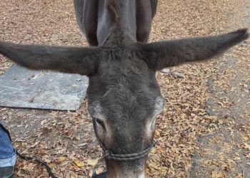 세계에서 귀가 가장 길다는 조지아 당나귀. [기네스북 홈페이지]