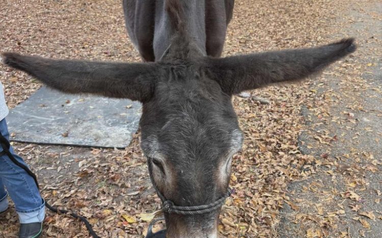 세계에서 귀가 가장 길다는 조지아 당나귀. [기네스북 홈페이지]