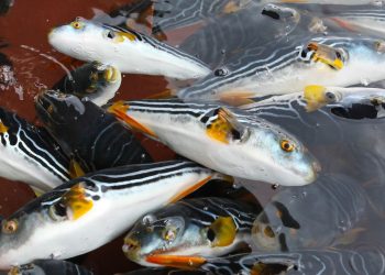 복어에는 아가미, 내장 등에 독이 있어 전문 조리 자격증을 가진 사람이 취급해야 한다. 중앙포토