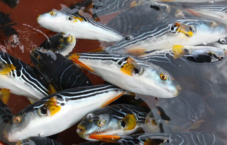 복어에는 아가미, 내장 등에 독이 있어 전문 조리 자격증을 가진 사람이 취급해야 한다. 중앙포토