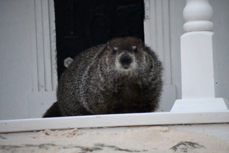 2일 행사 중 밖으로 나온 제너럴 보러가드 ‘보’ 리. [도셋 트레일스 네이처 센터 제공]