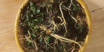 냉이는 봄나물 가운데 단백질이 가장 많고, 칼슘과 철분이 풍부한 식품으로, 비타민A와 비타민C의 함량이 풍부하다. [중앙포토]