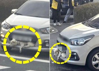 주행 중인 승용차 앞범퍼에 개 한 마리가 끼어 있다. 사진 동물단체 ‘케어’