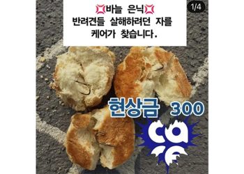 동물보호단체 ‘케어’가 나주 반려견 놀이터에 낚싯바늘이 박힌 빵이 살포된 사건과 관련해 현상금 300만원을 내걸었다. 사진 케어 인스타그램 캡처