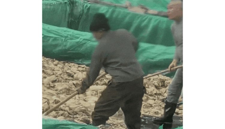 중국의 한 절임배추 공장에서 노동자가 담배를 피우고 침을 뱉는 장면이 포착됐다. 사진 엑스 캡처