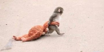 일본에서 어미에게 버림받고 오랑우탄 인형을 어미처럼 의지하며 지내는 새끼 원숭이 ‘펀치’. 사진 엑스 캡처