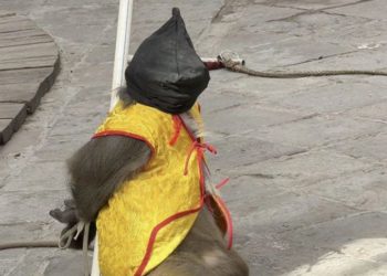 사진 웨이보 캡처