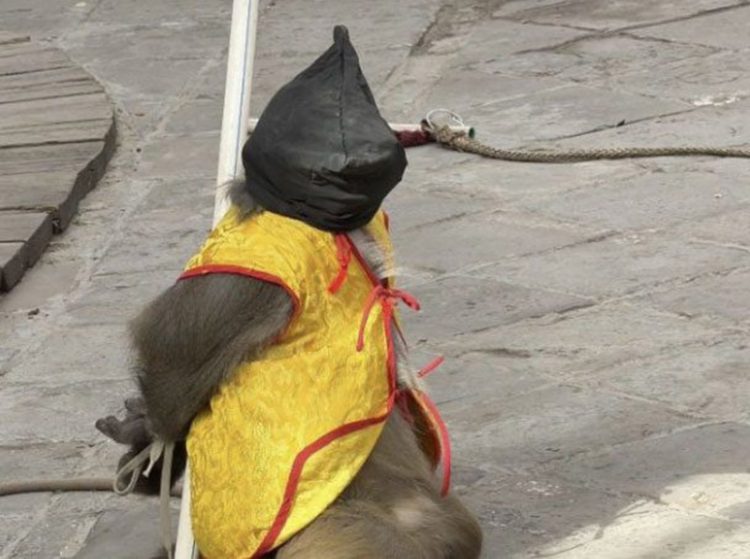 사진 웨이보 캡처