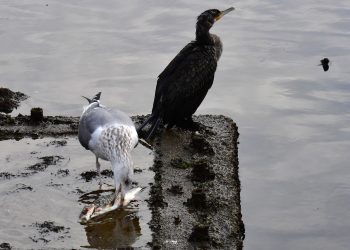 기사 이해를 돕기 위한 사진. 갈매기 한마리가 물고기를 뜯어먹고 있다. 뉴스1