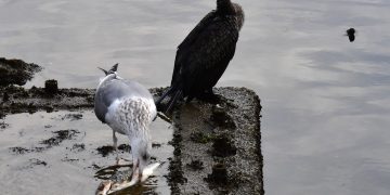 기사 이해를 돕기 위한 사진. 갈매기 한마리가 물고기를 뜯어먹고 있다. 뉴스1
