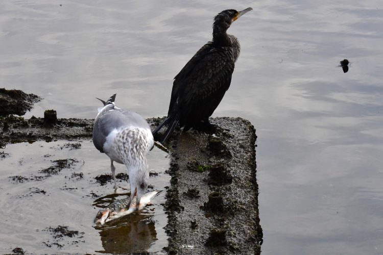 기사 이해를 돕기 위한 사진. 갈매기 한마리가 물고기를 뜯어먹고 있다. 뉴스1