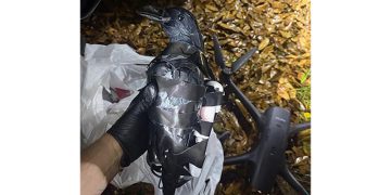 지난9일 미국 텍사스에서 드론을 이용해 마약 등의 밀수품이 담긴 플라스틱 까마귀 모형을 루이지애나주 연방 교도소로 반입하려던 여성 두 명이 체포됐다. 사진 그랜트 파리쉬 보안관 사무소 페이스북 캡처