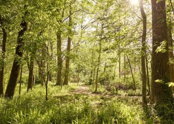 애틀랜타 벨트라인 산책로를 덮은 수목들. [벨트라인 제공]