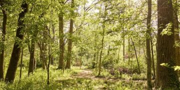 애틀랜타 벨트라인 산책로를 덮은 수목들. [벨트라인 제공]