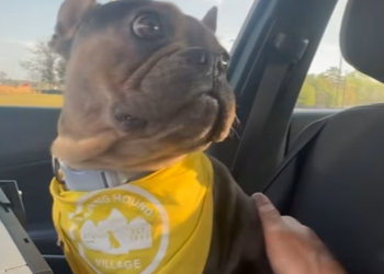 주인에게 반환된 프렌치 불독.