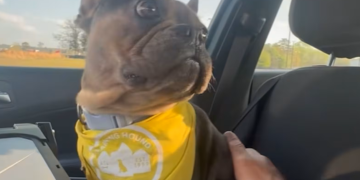 주인에게 반환된 프렌치 불독.